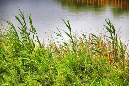 湿地水草芦苇