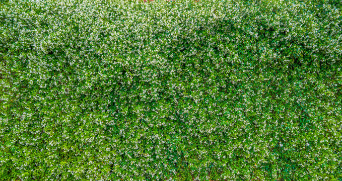 绿植花卉墙