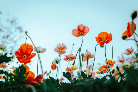 盛开的格桑花