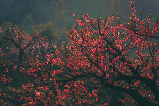 广东河源桃花梨花油菜花开