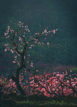 广东河源桃花梨花油菜花开