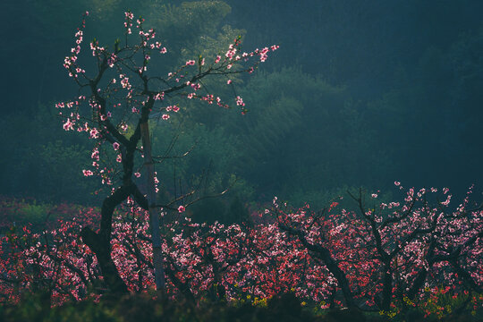 广东河源桃花梨花油菜花开