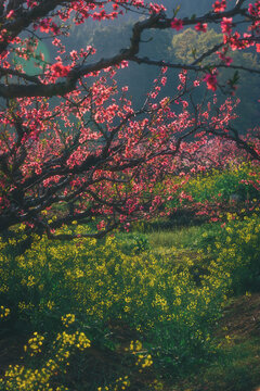 广东河源桃花梨花油菜花开