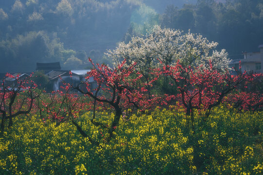 广东河源上坪春天桃花梨花油菜花