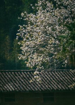 广东河源上坪春天桃花梨花油菜花