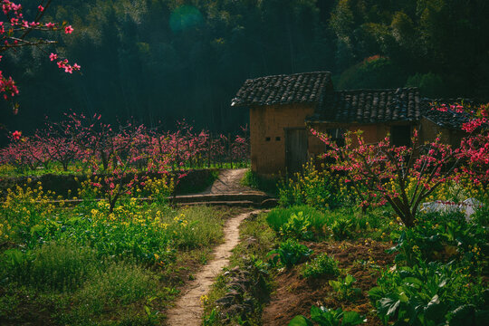 广东河源上坪春天桃花梨花油菜花