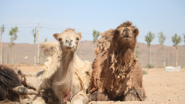 阿拉善沙漠骆驼驼毛驼绒换季脱毛