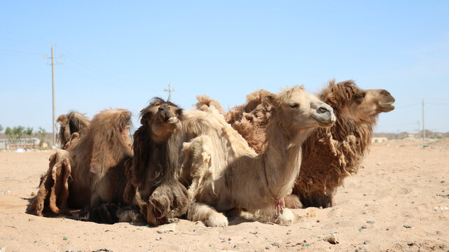 阿拉善沙漠骆驼驼毛驼绒换季脱毛