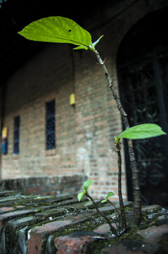 中山大学校园风景