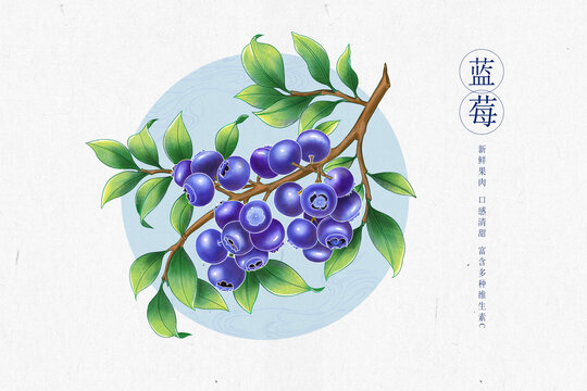 蓝莓插画