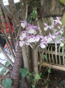 石斛花