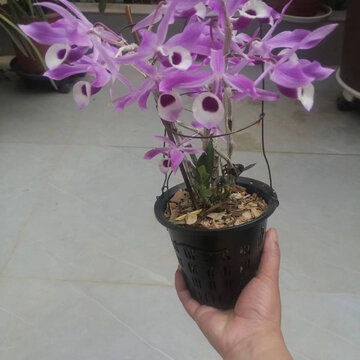 石斛花