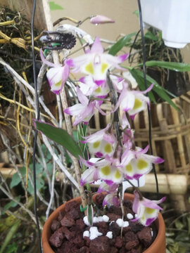 石斛花