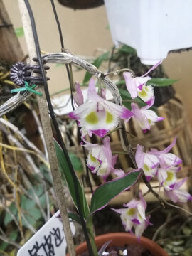 石斛花