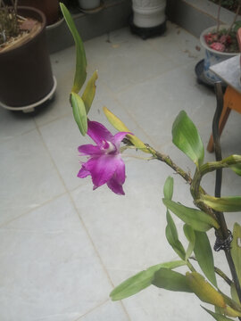 石斛花