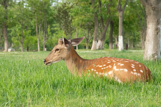 草地上的梅花鹿