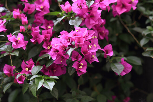 三角梅系列紫色花团锦簇