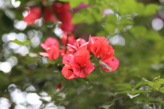 三角梅系列红色花朵