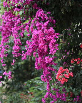 三角梅系列紫红花瀑