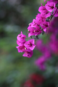 三角梅系列紫色花叠印