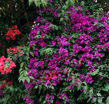 三角梅系列红色花紫色花