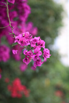 三角梅系列紫色花红色花朦胧垂吊