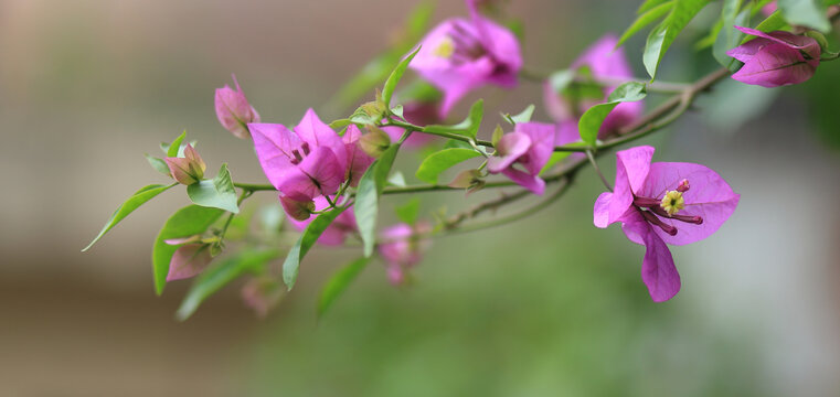 三角梅系列紫色花