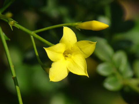 一朵黄色的探春花