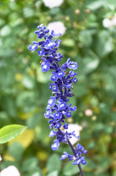 春天碧桂园盛开的蓝花鼠尾草花
