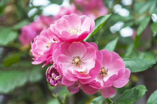 春天碧桂园别墅小区盛开的蔷薇花