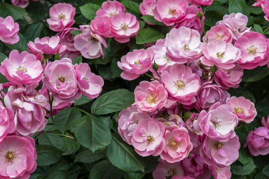 春天碧桂园别墅小区盛开的蔷薇花