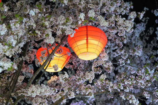 徐州回龙窝樱花夜景