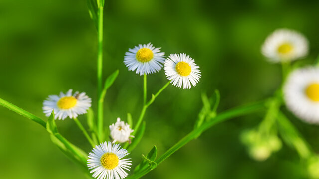 小雏菊