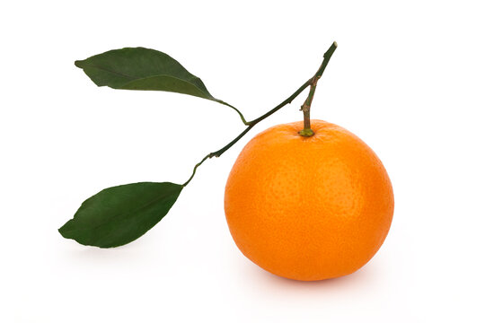 橘子果冻橙白底图45度视角带叶