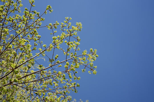 蓝天背景槭树花