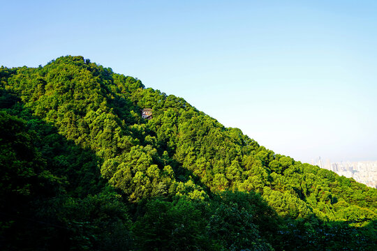 重庆南山森林