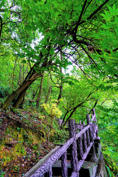 重庆南山森林步道
