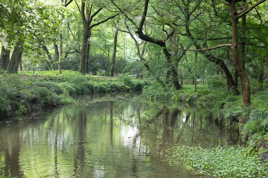 绿色森林中的河流