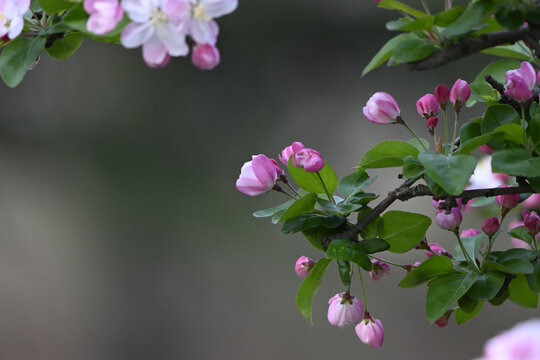 春天海棠花
