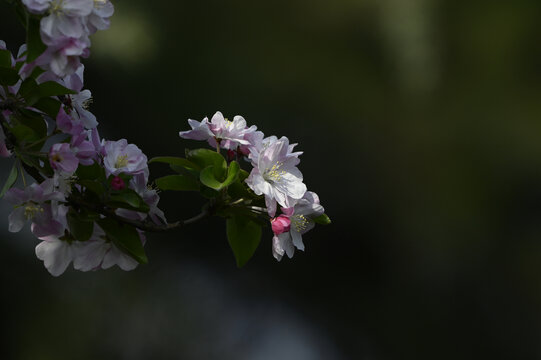 春天海棠花