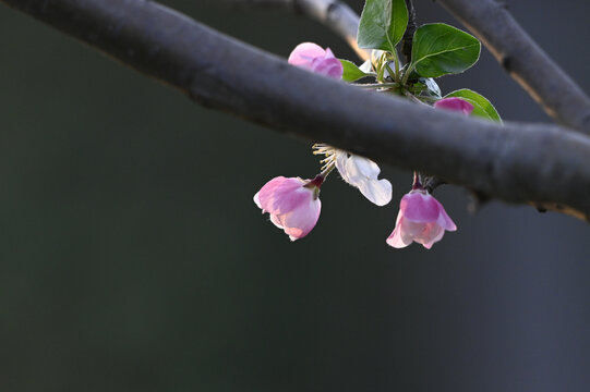 西府海棠花春天盛开