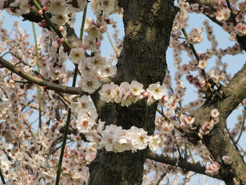 东湖梅花