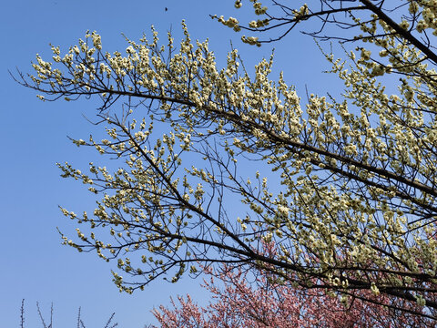 东湖梅花