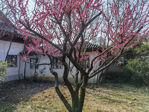 东湖梅花