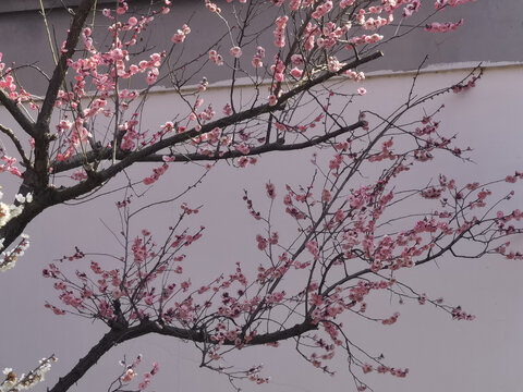东湖梅花