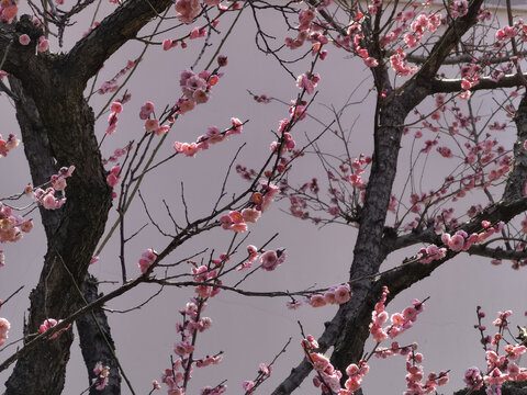 东湖梅花