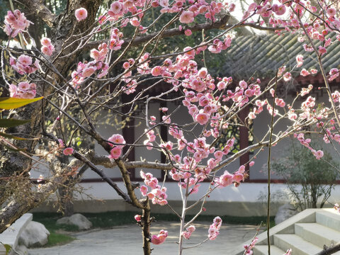 东湖梅花