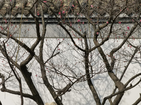 东湖梅花