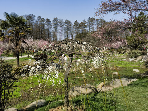 东湖梅花