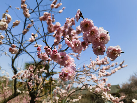 东湖梅花